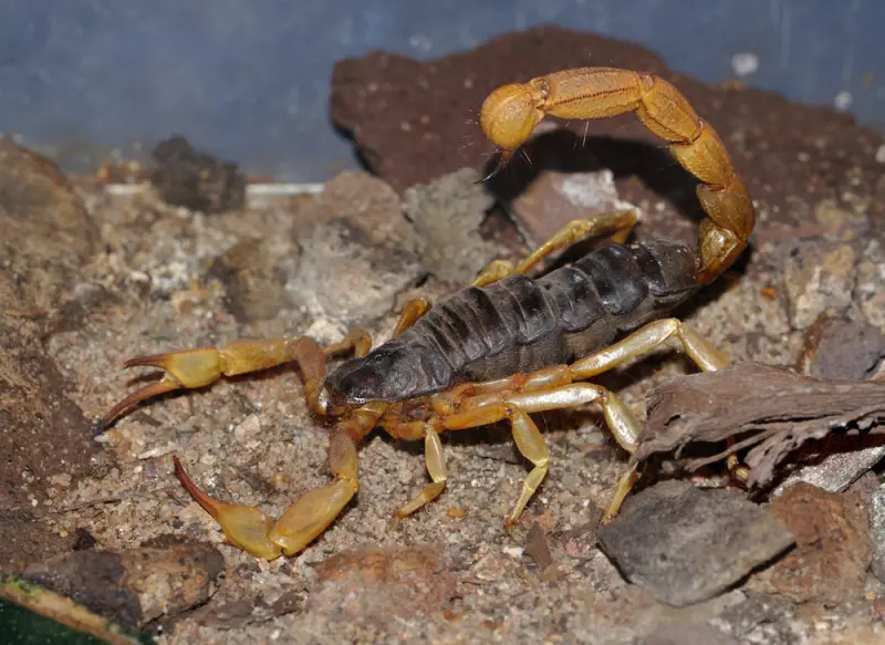 Скорпіон Androctonus australis — Жовтий товстохвостий скорпіон