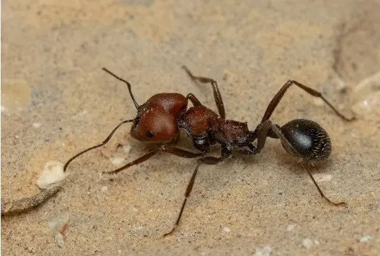 Messor arenarius — Ізраїльський жнець-гігант — 1 матка і 2-5 робочих
