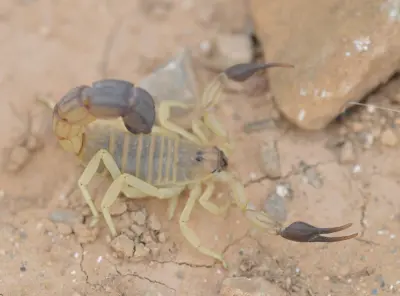 Скорпіон Androctonus australis — Жовтий товстохвостий скорпіон
