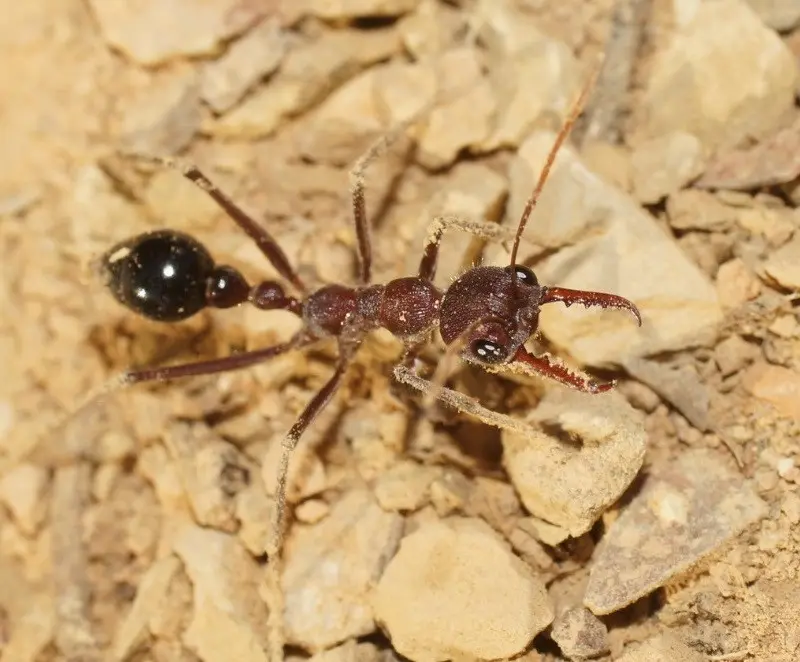 Myrmecia simillima — Вогняна мураха-бульдог (рівень профі)