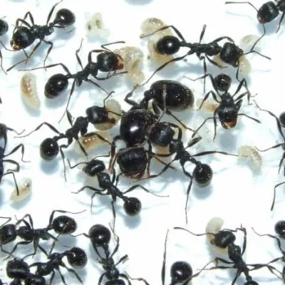 Messor arenarius — Ізраїльський жнець-гігант — 1 матка і 11-20 робочих