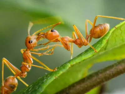 Oecophylla smaragdina — Зелена мураха-ткач (абсолютна екзотика) — 2 матки і 6-20 робочих
