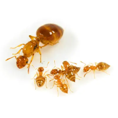 Crematogaster biroi — Крематогастер Бірой (золотиста мураха-акробат) — 5 маток і 40-300 робочих