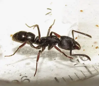 Ectomomyrmex astutus — Мураха-хижак — 1 матка і 2-6 робочих
