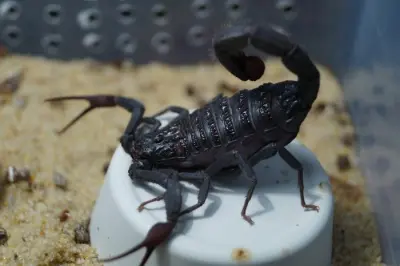 Скорпіон Hottentotta gentili — Чорний африканський Hot-species — Не визначено, L6 - L8