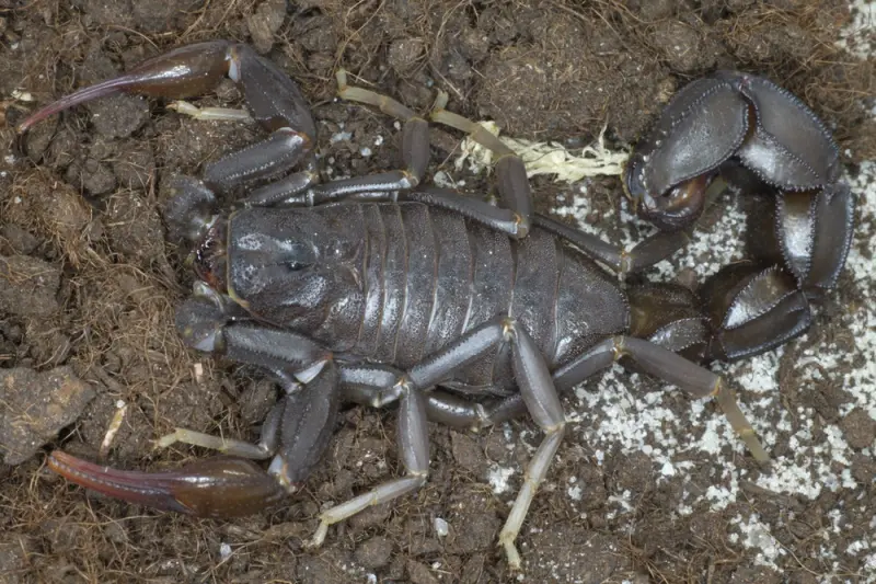 Скорпіон Androctonus gonneti — Марокканський товстохвостий гігант — Самка, L2 - L5