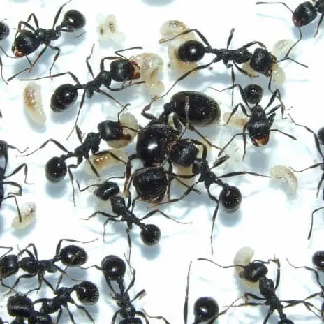 Messor arenarius — Ізраїльський жнець-гігант — 1 матка і 2-5 робочих