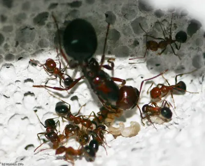 Messor aegyptiacus — Єгипетська мураха-жнець — 1 матка і 2-10 робочих