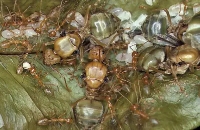 Oecophylla smaragdina — Зелена мураха-ткач (абсолютна екзотика) — 2 матки і 6-20 робочих