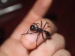 Paraponera clavata — Мураха-куля (рівень профі)