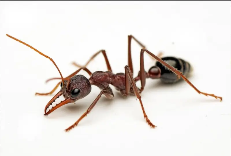 Myrmecia simillima — Вогняна мураха-бульдог (рівень профі)