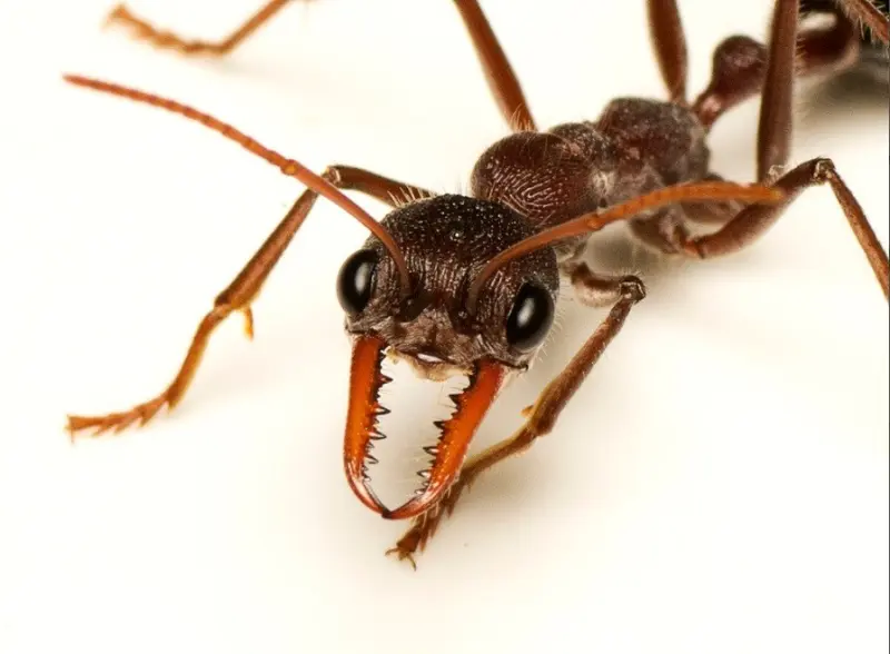 Myrmecia simillima — Вогняна мураха-бульдог (рівень профі)