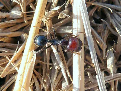 Messor barbarus — Червоноголова мураха-жнець — 1 матка і 11-20 робочих (рідкісна морфа)