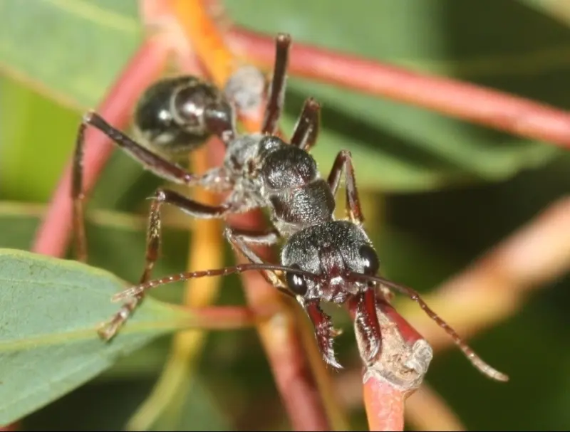 Myrmecia pyriformis — Мураха-бульдог грушоподібна (рівень профі)