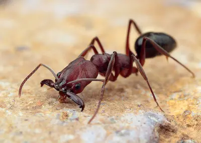 Odontomachus monticola (мураха-капканчик) — Элита азиатских хищников — 1 матка і 5-13 робочих