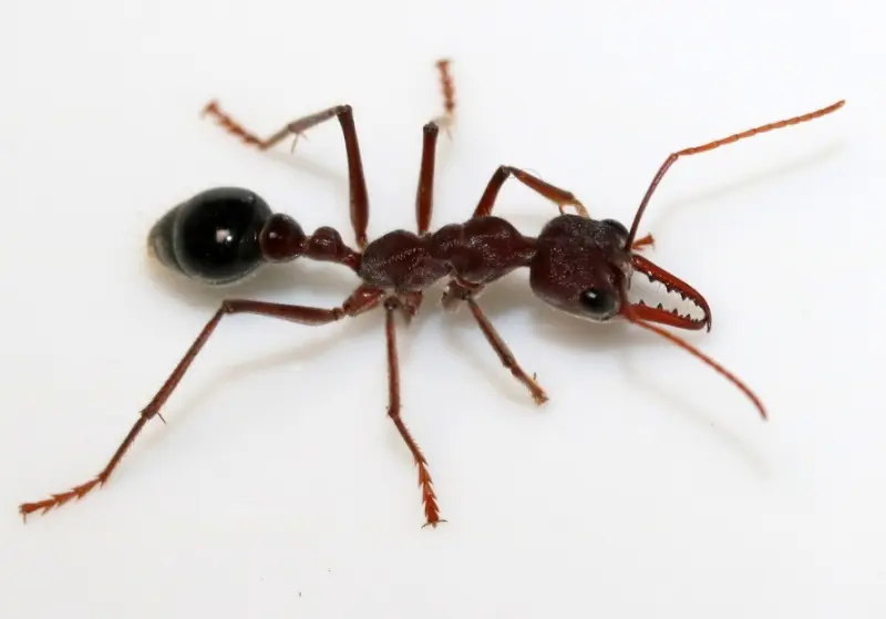 Myrmecia simillima — Вогняна мураха-бульдог (рівень профі)
