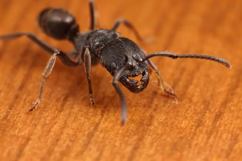 Odontoponera denticulata — Мураха-хижак — 1 матка адаптована в модулі