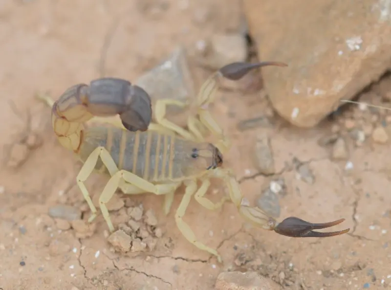 Скорпіон Androctonus australis — Жовтий товстохвостий скорпіон