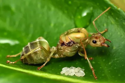Oecophylla smaragdina — Зелена мураха-ткач (абсолютна екзотика) — 2 матки і 6-20 робочих