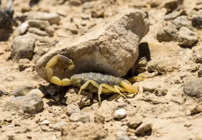 Скорпіон Leiurus quinquestriatus — Жовтий ізраїльський смертоносець