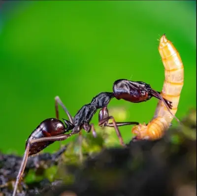 Odontomachus monticola (мураха-капканчик) — Элита азиатских хищников — 1 матка і 5-13 робочих