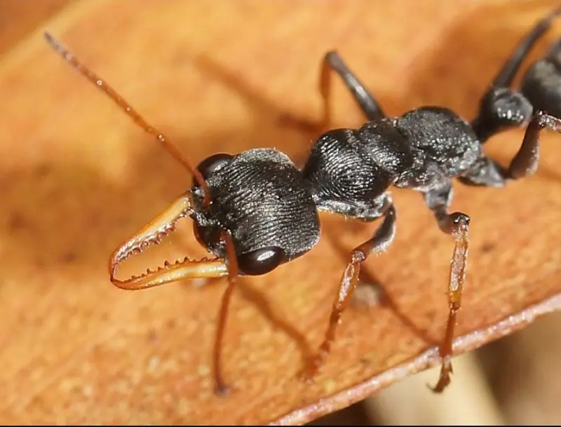 Myrmecia pilosula — Мураха-бульдог Джек-стрибунець (рівень профі)