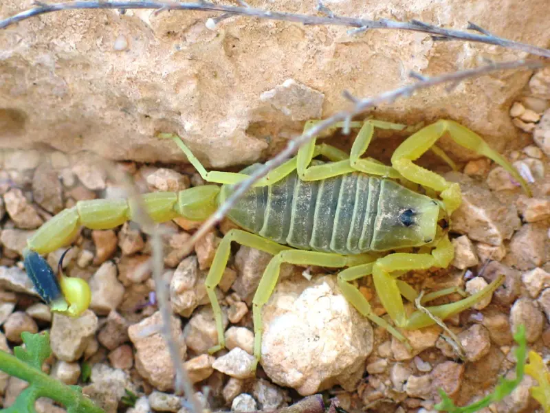Скорпіон Leiurus quinquestriatus — Жовтий ізраїльський смертоносець
