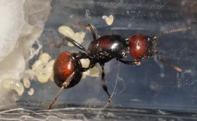 Messor barbarus — Червоноголова мураха-жнець — 1 матка і 11-20 робочих (рідкісна морфа)