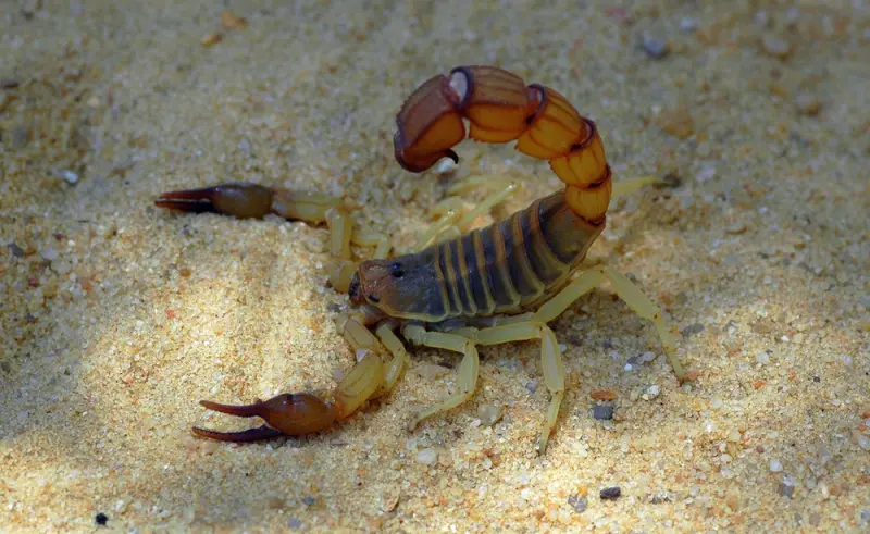 Скорпіон Androctonus australis — Жовтий товстохвостий скорпіон