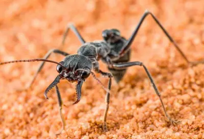Myrmecia pyriformis — Мураха-бульдог грушоподібна (рівень профі)
