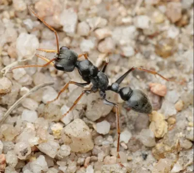 Myrmecia pilosula — Мураха-бульдог Джек-стрибунець (рівень профі)