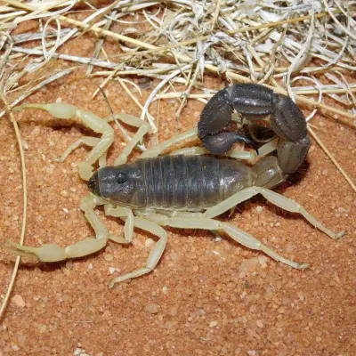 Скорпіон Parabuthus schlechteri — Риючий товстохвостий гігант — Не визначено, L6 - L8