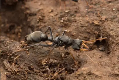 Myrmecia pilosula — Мураха-бульдог Джек-стрибунець (рівень профі)