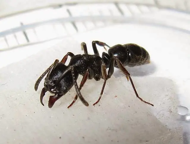 Ectomomyrmex astutus — Мураха-хижак — 1 матка адаптована в модулі