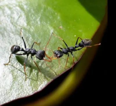 Myrmecia pilosula — Мураха-бульдог Джек-стрибунець (рівень профі)