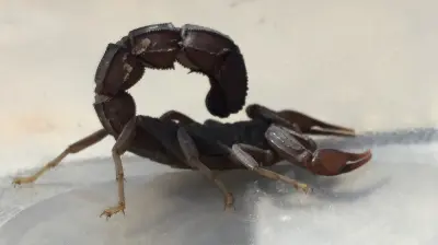 Скорпіон Androctonus bicolor — Чорнохвостий товстохвостий скорпіон