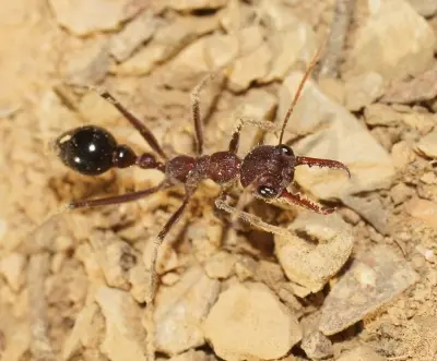 Myrmecia simillima — Вогняна мураха-бульдог (рівень профі)