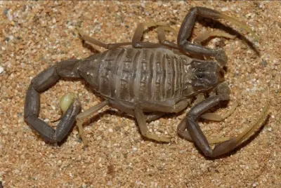 Скорпіон Leiurus jordanensis — Йорданський чорний смертоносець