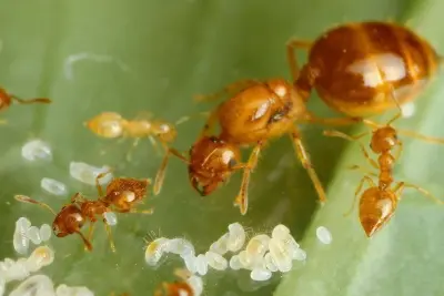 Crematogaster biroi — Крематогастер Бірой (золотиста мураха-акробат) — 5 маток і 40-300 робочих
