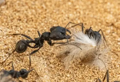Messor arenarius — Ізраїльський жнець-гігант — 1 матка і 11-20 робочих