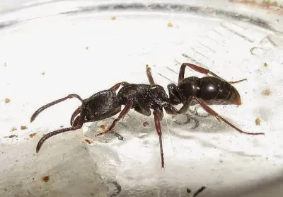 Ectomomyrmex astutus — Мураха-хижак — 1 матка і 2-6 робочих