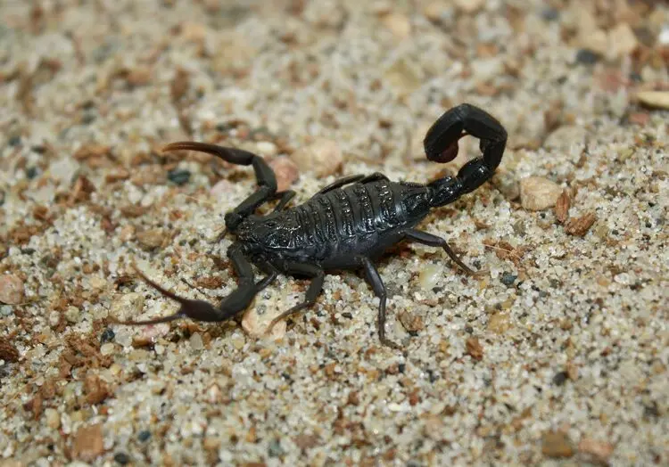 Скорпіон Hottentotta gentili — Чорний африканський Hot-species — Не визначено, L6 - L8