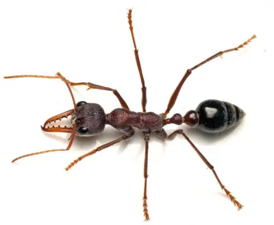Myrmecia simillima — Вогняна мураха-бульдог (рівень профі)