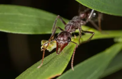 Myrmecia pyriformis — Мураха-бульдог грушоподібна (рівень профі)