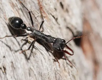 Myrmecia pyriformis — Мураха-бульдог грушоподібна (рівень профі)