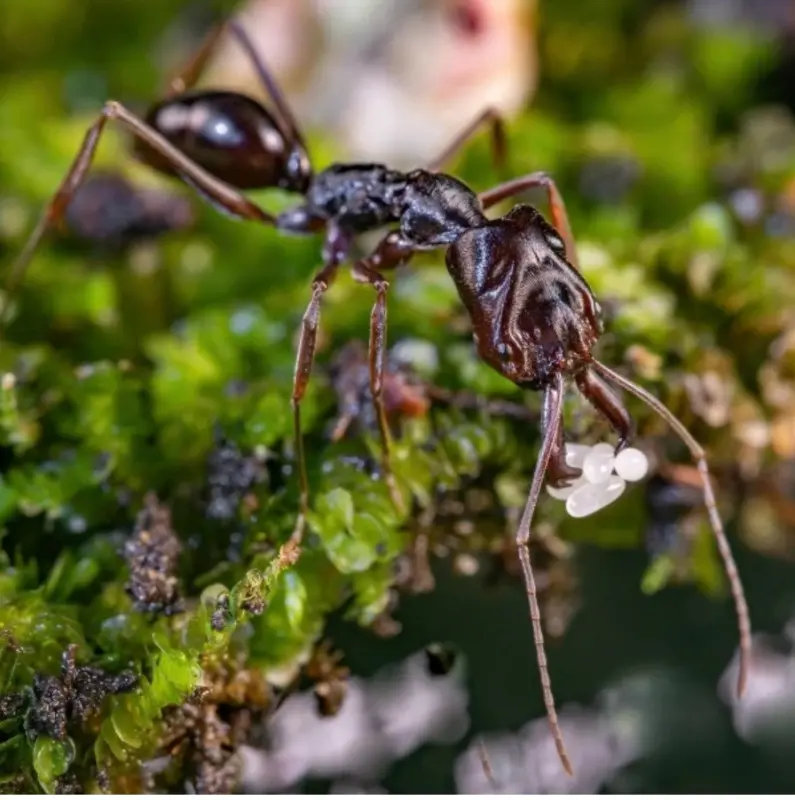 Odontomachus monticola (мураха-капканчик) — Элита азиатских хищников — 1 матка і 5-13 робочих