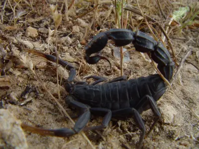 Скорпіон Androctonus bicolor — Чорнохвостий товстохвостий скорпіон