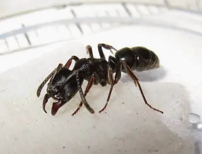 Ectomomyrmex astutus — Мураха-хижак — 1 матка і 2-6 робочих