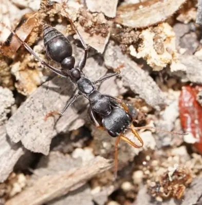 Myrmecia pilosula — Мураха-бульдог Джек-стрибунець (рівень профі)