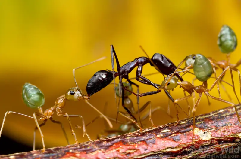 Oecophylla smaragdina — Зелена мураха-ткач (абсолютна екзотика) — 1 матка і 6-20 робочих